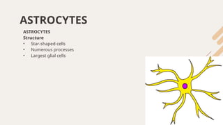 MUSCLE NERVE PHYSIOLOGY (RIT BRANCH).pptx