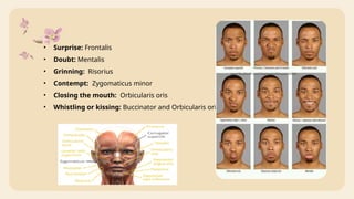 Propithecus Facial Expression MUSCLES OF FACIAL EXPRESSION, BLOOD AND VENOUS SUPPLY OF HEAD AND ...