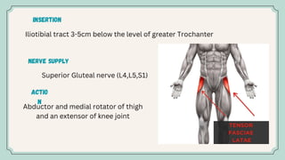 Muscle of Gluteal region and their clinical significance .ppt Reshi ...