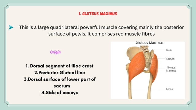 Muscle of Gluteal region and their clinical significance .ppt Reshi ...