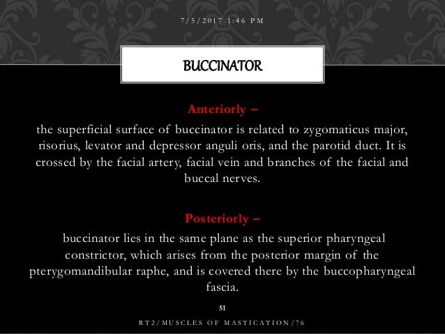 Muscle of mastication