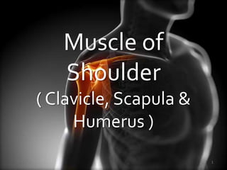 Muscle of
Shoulder
( Clavicle, Scapula &
Humerus )
1
 