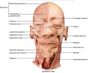 Muscle_of_the_head_and_neck.ppt ppppppppx | PPTX