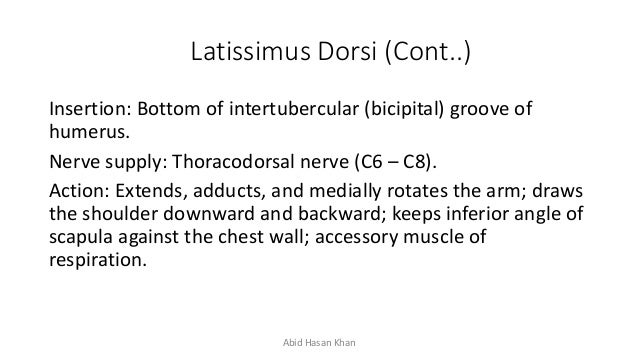 Bontrager Chapter 5 Humerus And Shoulder Girdle Anatomy Flashcards Quizlet