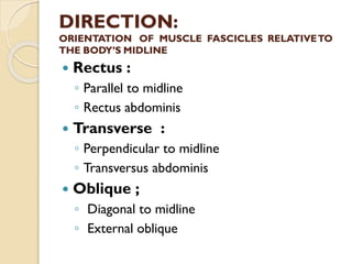 Comprehensive Overview of Human Muscles: Anatomy, Functions, and ...
