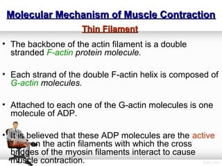 Muscle Contraction physiology | PPT