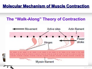 Muscle Contraction physiology | PPT
