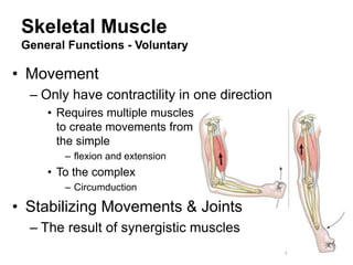 Muscles Function Movement Muscle Physiology -dslfmlkshfohachwoihfowihsfoiwhf | PPT