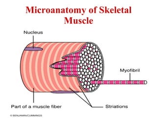 Muscle physiology | PPT
