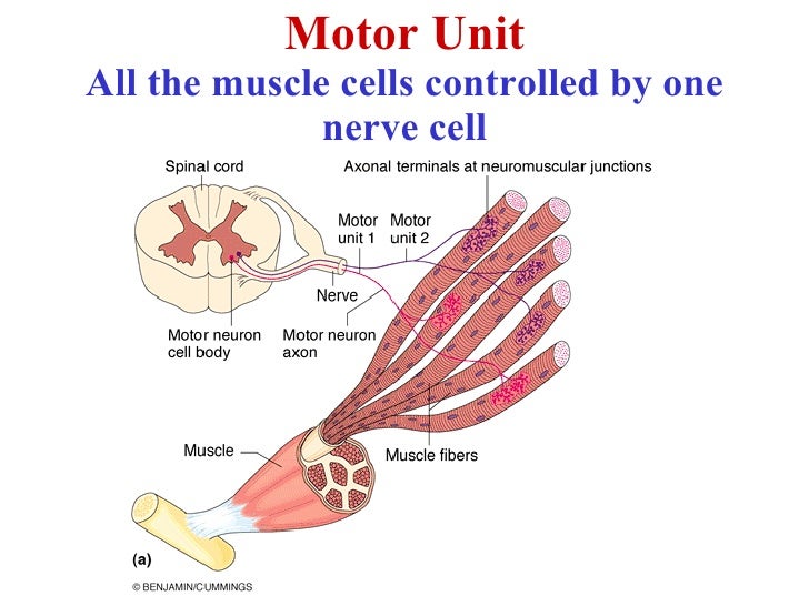 the term motor unit refers to