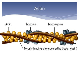 Actin