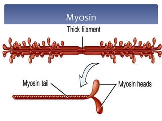 Myosin