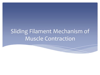 Sliding Filament Mechanism of Muscle Contraction