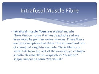 Intrafusal muscle fibersare skeletal muscle fibres that comprise the muscle spindle and are innervated by gamma motor neurons. These fibers are proprioceptors that detect the amount and rate of change of length in a muscle. These fibers are walled off from the rest of the muscle by a collagen sheath. This sheath has a spindle or "fusiform" shape, hence the name "intrafusal."Intrafusal Muscle Fibre