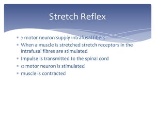  motor neuron supply intrafusal fibersWhen a muscle is stretched stretch receptors in the intrafusal fibres are stimulatedImpulse is transmitted to the spinal cord motor neuron is stimulated muscle is contractedStretch Reflex