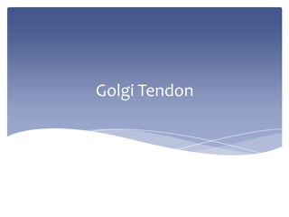 Golgi Tendon