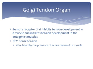 Sensory receptor that inhibits tension development in a muscle and initiates tension development in the antagonist musclesKEY: sense tensionstimulated by the presence of active tension in a muscleGolgi Tendon Organ
