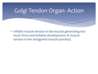 Inhibits muscle tension in the muscle generating too much force and initiates development of muscle tension in the antagonist muscle (excites)Golgi Tendon Organ- Action