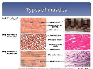 Types of muscles