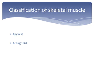 AgonistAntagonistClassification of skeletal muscle