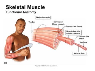 Skeletal Muscle
Functional Anatomy
 