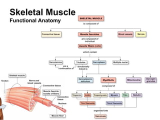 Skeletal Muscle
Functional Anatomy
 