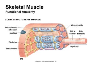 Skeletal Muscle
Functional Anatomy
 
