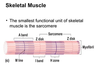 Skeletal Muscle
• The smallest functional unit of skeletal
muscle is the sarcomere
 