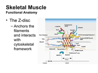 Skeletal Muscle
Functional Anatomy
• The Z-disc
– Anchors the
filaments
and interacts
with
cytoskeletal
framework
 
