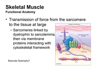 Skeletal Muscle
Functional Anatomy
• Transmission of force from the sarcomere
to the tissue at large
– Sarcomeres linked by
dystrophin to sarcolemma,
then via membrane
proteins interacting with
cytoskeletal framework
Muscular Dystrophy?
 
