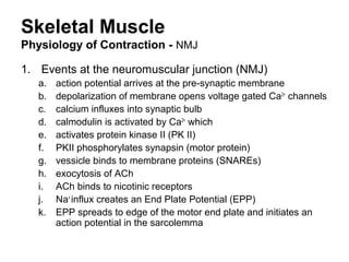 Skeletal Muscle
Physiology of Contraction - NMJ
1. Events at the neuromuscular junction (NMJ)
a. action potential arrives at the pre-synaptic membrane
b. depolarization of membrane opens voltage gated Ca2+
channels
c. calcium influxes into synaptic bulb
d. calmodulin is activated by Ca2+
which
e. activates protein kinase II (PK II)
f. PKII phosphorylates synapsin (motor protein)
g. vessicle binds to membrane proteins (SNAREs)
h. exocytosis of ACh
i. ACh binds to nicotinic receptors
j. Na+
influx creates an End Plate Potential (EPP)
k. EPP spreads to edge of the motor end plate and initiates an
action potential in the sarcolemma
 