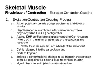 Skeletal Muscle
Physiology of Contraction – Excitation-Contraction Coupling
2. Excitation-Contraction Coupling Process
a. Action potential spreads along sarcolemma and down t-
tubules
b. Depolarization of membrane alters membrane protein
dihydropyridine L (DHP) configuration
c. Altered DHP configuration signals ryanodine Ca2+
receptors
(RyR Ca2+
) in the terminal cisternae of the sarcoplasmic
reticulum
• Neatly, these are near the I and A bands of the sarcomere!
a. Ca2+
is released into the sarcoplasm and
b. binds to troponin
c. initiates a conformational change in the troponin-tropomyosin
complex exposing the binding sites for myosin on actin
d. Myosin binds to actin (electrostatic attraction)
 