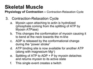 Skeletal Muscle
Physiology of Contraction – Contraction-Relaxation Cycle
3. Contraction-Relaxation Cycle
a. Myosin upon attaching to actin is hydrolized
(phosphate coming from the splitting of ATP by
Myosin ATPase)
b. This changes the conformation of myosin causing it
to bend at the neck towards the m-line
c. ADP is released by the conformational change
during the “power stroke”
d. ATP binding site is now available for another ATP
(along with magnesium Mg2+
)
e. Splitting of ATP to ADP + P by myosin detaches
and returns myosin to its active state
f. This single event creates a twitch
 