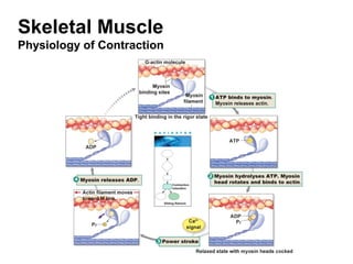 Skeletal Muscle
Physiology of Contraction
 