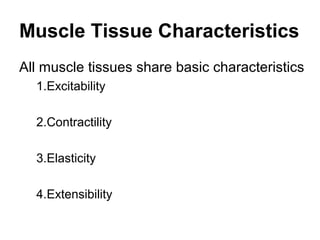 Muscle Tissue Characteristics
All muscle tissues share basic characteristics
1.Excitability
2.Contractility
3.Elasticity
4.Extensibility
 