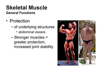 Skeletal Muscle
General Functions
• Protection
– of underlying structures
• abdominal viscera
– Stronger muscles =
greater protection,
increased joint stability
 
