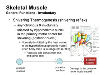 Skeletal Muscle
General Functions - Involuntary
• Shivering Thermogenesis (shivering reflex)
– asynchronous & involuntary
– Initiated by hypothalamic nuclei
in the primary motor center for
shivering (posterior nuclei)
• Normally inhibited by the heat center
in the hypothalamus (preoptic nuclei)
when body temp is in range (96.8-99.5)
– Receives cold signals from skin
and spinal cord
- -
Skeletal
Muscle
preoptic
nucleus
posterior
nucleus
Damage to the posterior
nuclei would cause?
 