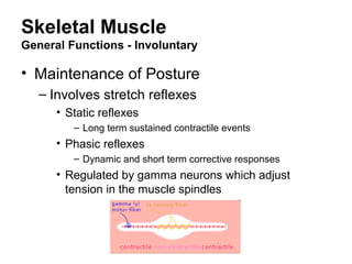 Skeletal Muscle
General Functions - Involuntary
• Maintenance of Posture
– Involves stretch reflexes
• Static reflexes
– Long term sustained contractile events
• Phasic reflexes
– Dynamic and short term corrective responses
• Regulated by gamma neurons which adjust
tension in the muscle spindles
 
