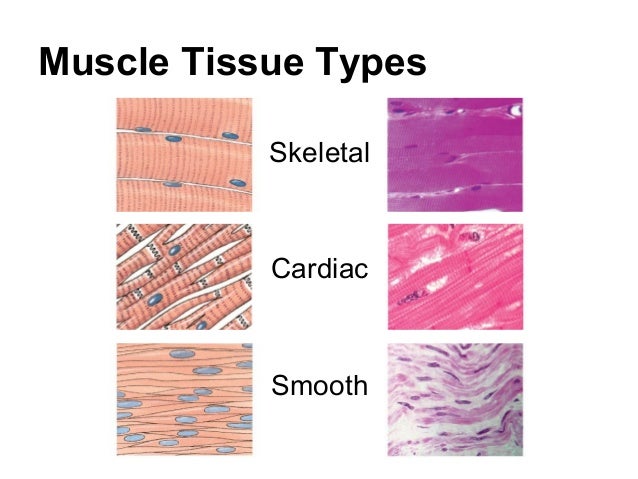 Muscle physiology