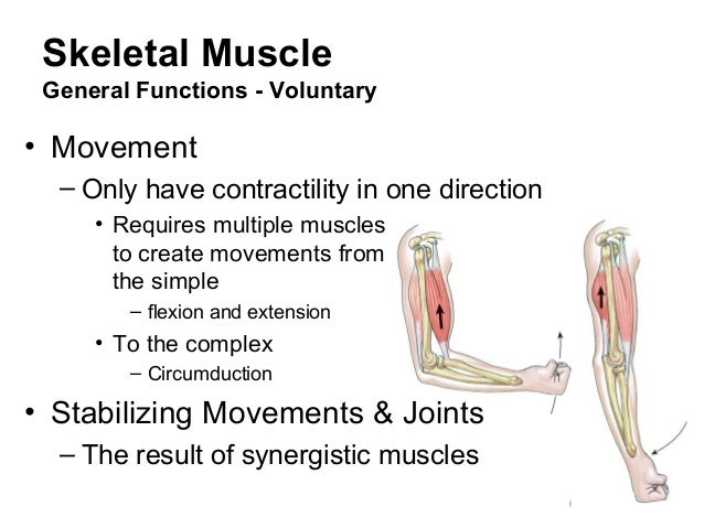 Muscle physiology