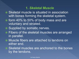 1. Skeletal Muscle
 Skeletal muscle is situated in association
with bones forming the skeletal system.
 form 40% to 50% of body mass and are
voluntary and striated.
 Supplied by somatic nerves.
 Fibers of the skeletal muscles are arranged
in parallel.
 Muscle fibers are attached to tendons on
either end.
 Skeletal muscles are anchored to the bones
by the tendons.
By Gladys Stephen
 