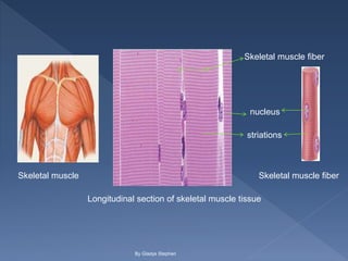 Skeletal muscle
Longitudinal section of skeletal muscle tissue
Skeletal muscle fiber
nucleus
striations
Skeletal muscle fiber
By Gladys Stephen
 