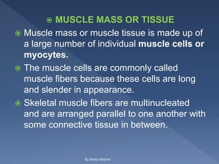  MUSCLE MASS OR TISSUE
 Muscle mass or muscle tissue is made up of
a large number of individual muscle cells or
myocytes.
 The muscle cells are commonly called
muscle fibers because these cells are long
and slender in appearance.
 Skeletal muscle fibers are multinucleated
and are arranged parallel to one another with
some connective tissue in between.
By Gladys Stephen
 