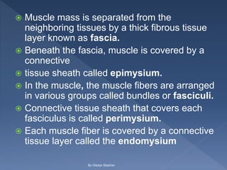  Muscle mass is separated from the
neighboring tissues by a thick fibrous tissue
layer known as fascia.
 Beneath the fascia, muscle is covered by a
connective
 tissue sheath called epimysium.
 In the muscle, the muscle fibers are arranged
in various groups called bundles or fasciculi.
 Connective tissue sheath that covers each
fasciculus is called perimysium.
 Each muscle fiber is covered by a connective
tissue layer called the endomysium
By Gladys Stephen
 