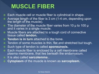  Each muscle cell or muscle fiber is cylindrical in shape.
 Average length of the fiber is 3 cm (1-4 cm, depending upon
the length of the muscle).
 The diameter of the muscle fiber varies from 10 μ to 100 μ
and it varies in a single muscle.
 Muscle fibers are attached to a tough cord of connective
tissue called tendon.
 Tendon is in turn attached to the bone.
 Tendon of some muscles is thin, flat and stretched but tough.
 Such type of tendon is called aponeurosis.
 Each muscle fiber is enclosed by a cell membrane called
plasma membrane, that lies beneath the endomysium.
 It is also called sarcolemma .
 Cytoplasm of the muscle is known as sarcoplasm.
By Gladys Stephen
 