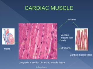 Heart
Longitudinal section of cardiac muscle tissue
Cardiac muscle fibers
Nucleus
Cardiac
muscle fiber
(cell)
Striations
By Gladys Stephen
 
