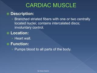  Description:
› Branched striated fibers with one or two centrally
located nuclei; contains intercalated discs;
involuntary control.
 Location:
› Heart wall.
 Function:
› Pumps blood to all parts of the body.
By Gladys Stephen
 