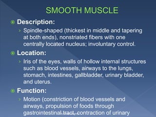  Description:
› Spindle-shaped (thickest in middle and tapering
at both ends), nonstriated fibers with one
centrally located nucleus; involuntary control.
 Location:
› Iris of the eyes, walls of hollow internal structures
such as blood vessels, airways to the lungs,
stomach, intestines, gallbladder, urinary bladder,
and uterus.
 Function:
› Motion (constriction of blood vessels and
airways, propulsion of foods through
gastrointestinal tract, contraction of urinaryBy Gladys Stephen
 