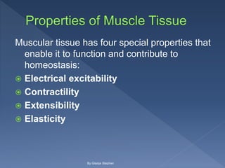 Muscular tissue has four special properties that
enable it to function and contribute to
homeostasis:
 Electrical excitability
 Contractility
 Extensibility
 Elasticity
By Gladys Stephen
 