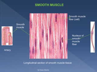 Artery
Smooth
muscle
Longitudinal section of smooth muscle tissue
Nucleus of
smooth
muscle
fiber
Smooth muscle
fiber (cell)
SMOOTH MUSCLE
By Gladys Stephen
 